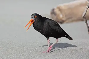 Oystercatchers: Variable Oystercatcher - Watching an intruder in