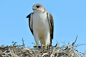 Variable: Variable / Red Backed Hawk