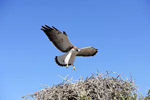 Variable: Variable / Red Backed Hawk