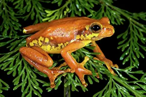 Michele Menegon: Variable Reed Frog