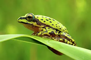 Hyperolius: Variable Reed Frog - adult male on a leaf