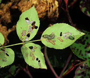 Sawfly: Variable rose sawfly damage