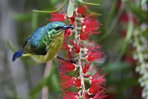 Club: Variable Sunbird