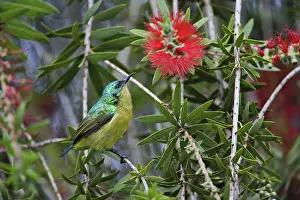Club: Variable Sunbird