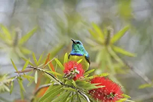 Club: Variable Sunbird