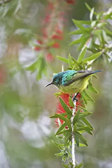 Club: Variable Sunbird