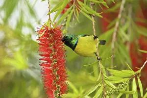 Club: Variable Sunbird