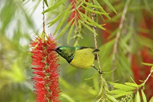 Club: Variable Sunbird
