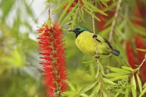 Club: Variable Sunbird