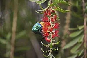 Club: Variable Sunbird
