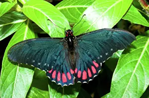Swallowtail: Variable Swallowtail Butterfly