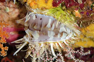 Shell: Variable Thorny Oyster