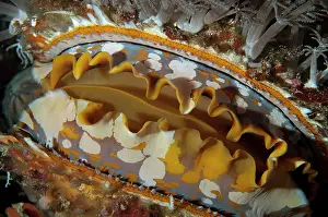 Shell: Variable Thorny Oyster