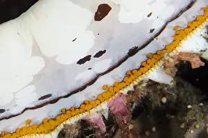 030518: Variable Thorny Oyster - Eyes - Segara dive site