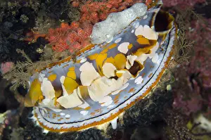 030518: Variable Thorny Oyster - Liberty Wreck dive site