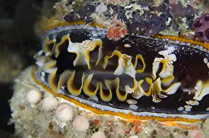 Thorny: Variable Thorny Oyster - Two Tree Island dive