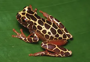 Triangulum: Variable Treefrog (Hyla triangulum)
