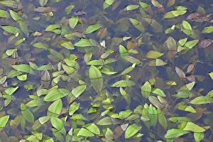 Pondweed: Variableleaf Pondweed