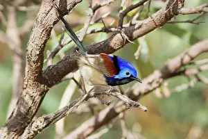 Malurus: Variagated Fairy-Wren