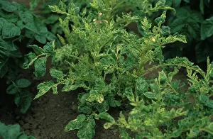 Chlorosis: Variant potato plant