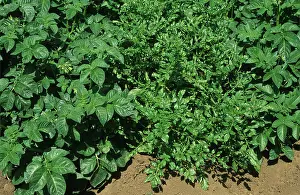 Variant: Variant potato plant