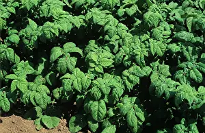 Variant: Variant potato plant