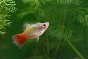 Xiphophorus: Variatus Platy / Variegated Platy - male