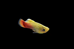 Xiphophorus: Variatus Platy - side view