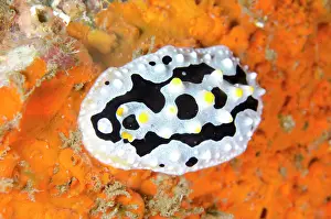 Phyllidia: Varicose Phyllidia Nudibranch on orange coral Nudi