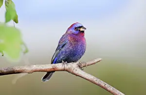 Varied: Varied Bunting