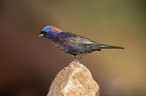 Varied: Varied Bunting