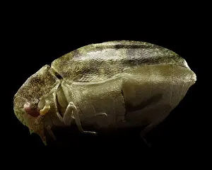 Varied: Varied Carpet Beetle