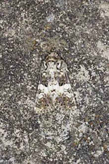 Varied: Varied Coronet Moth