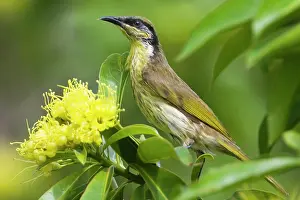 Varied: Varied Honeyeater