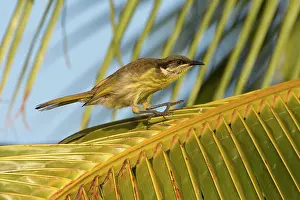 Varied: Varied Honeyeater