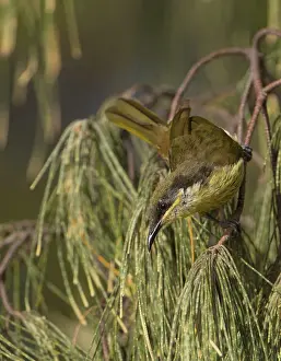 Varied: Varied Honeyeater