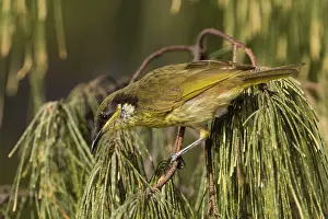 Varied: Varied Honeyeater