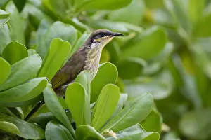 Varied: Varied Honeyeater - Cairns Esplanade - Queensland