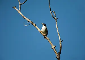 Varied: Varied Sitella / White-winged Sitella