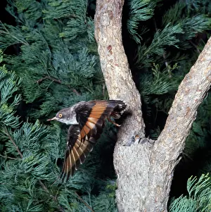 Varied: Varied Sittella / Orange-winged Sittella / Australian