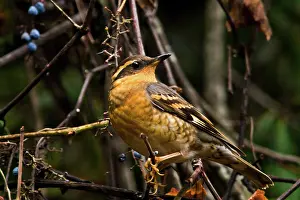 Varied: Varied Thrush