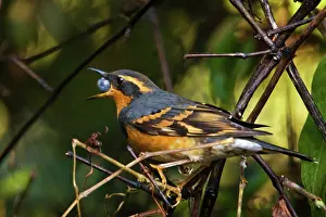 Varied: Varied Thrush