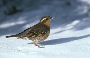Varied: Varied Thrush