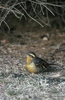 Varied: Varied Thrush
