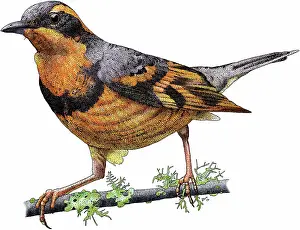 Varied: Varied thrush