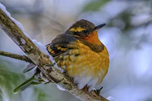 Waiting: A Varied Thrush (Ixoreus naevius) perched on a branch
