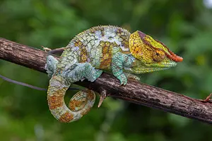 Adaption: Variegated chameleon (Calumma crypticum) near Ambositra