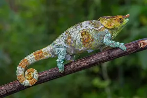 Adaption: Variegated chameleon (Calumma crypticum) near Ambositra