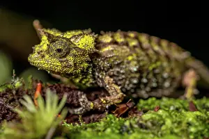 Marojejy: Variegated Earth Chameleon (Brookesia vadoni), Marojejy