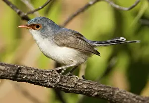 Malurus: Variegated Fairy-wren - female